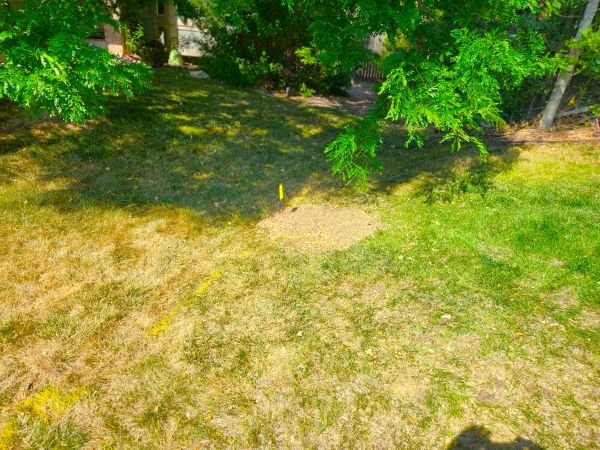 Clean, level yard after stump grinding