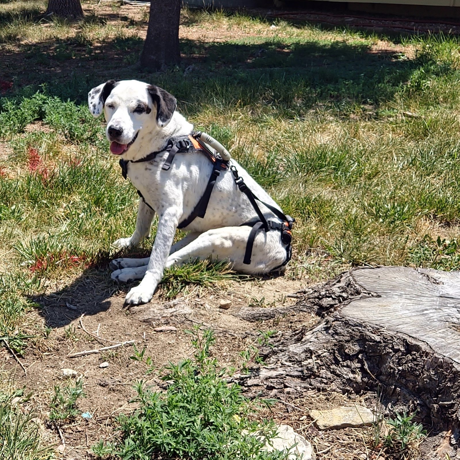 Texas, the TerraPro job site dog