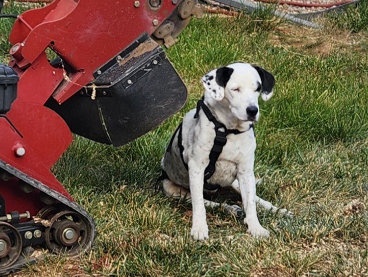 Texas, the TerraPro job site dog